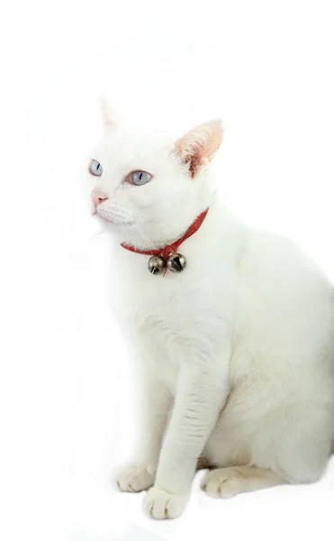 Thaimaalainen valkoinen kissa — kuvapankkivalokuva