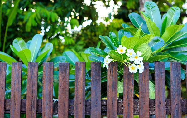 Piquete de madeira — Fotografia de Stock