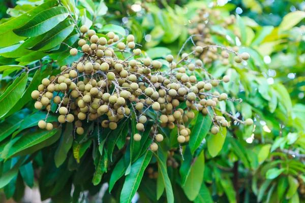 龙眼植物 — 图库照片