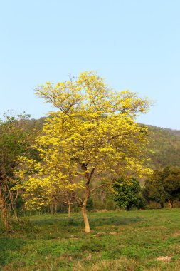 ağaç üzerinde sarı çiçek çiçek
