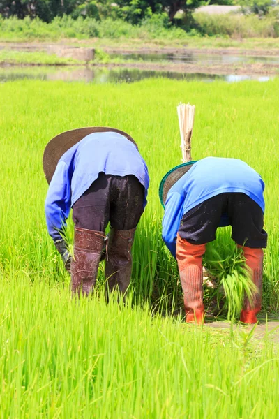 Landbouwer die rijstplant bewerkt in de boerderij van Thailand — Stockfoto