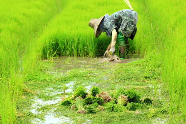 Agricultor trabalhando planta de arroz na fazenda da Tailândia — Fotografia de Stock