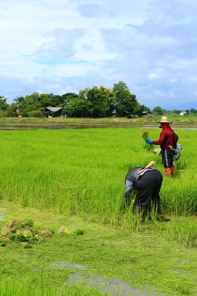 Landwirt arbeitet Reispflanze in Farm von Thailand — Stockfoto