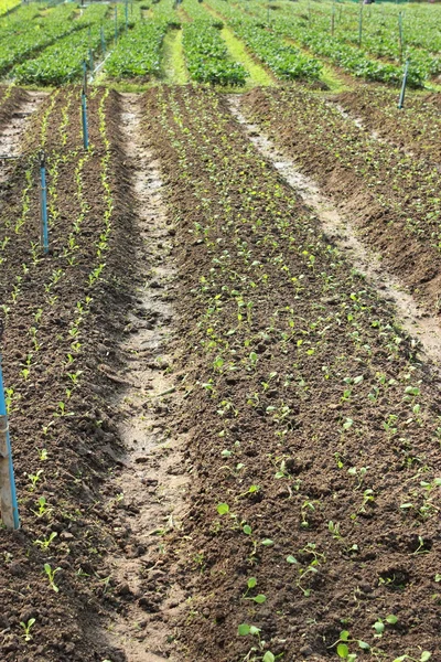 Hongkong boerenkool plantaardige — Stockfoto