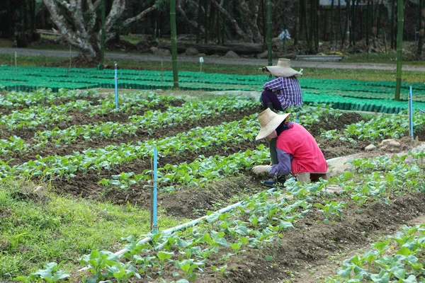 Hongkong grönkål vegetabiliska — Stockfoto