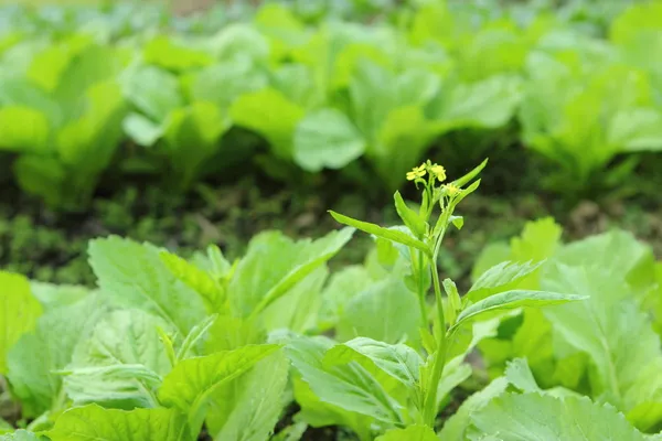Lettuce plant — Stock Photo, Image