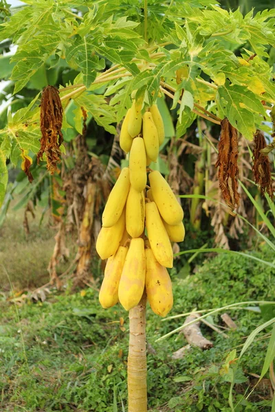 Planta de papaya —  Fotos de Stock
