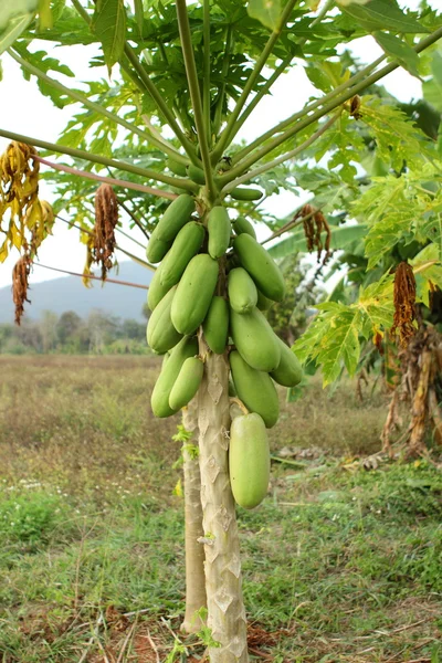 Papaya plant — Stockfoto