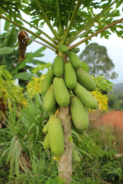 Papaya plant — Stockfoto