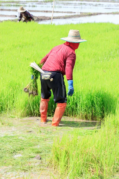 Fermier de lucru plante de orez în ferma din Thailanda — Fotografie, imagine de stoc