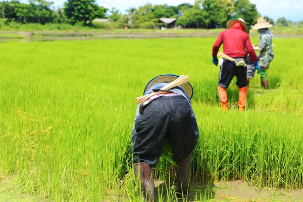 Agricultor trabalhando planta de arroz na fazenda da Tailândia — Fotografia de Stock