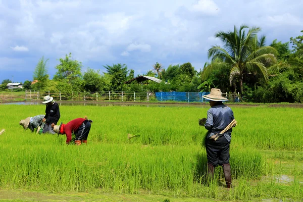 A thaiföldi gazdaságban dolgozó mezőgazdasági termelő — Stock Fotó
