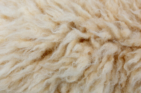 sheep fleece for texture background