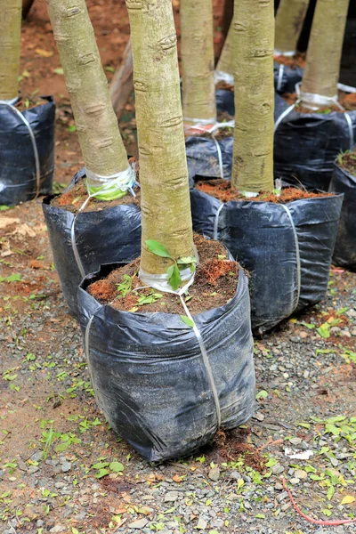 Trädplantering för trädgård — Stockfoto