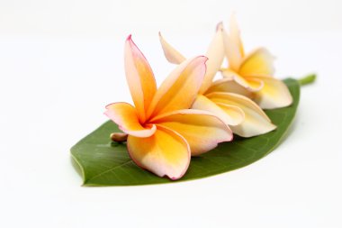 Plumeria frangipani çiçek