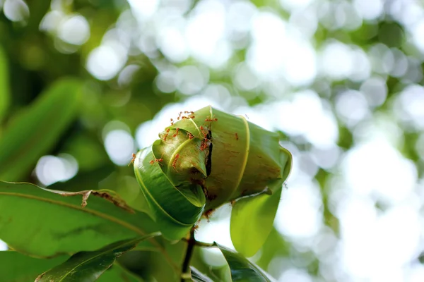 Ant nest — Stockfoto