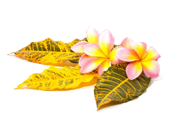 Plumeria frangipani květ — Stock fotografie