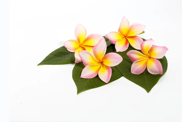Plumeria frangipani květ — Stock fotografie