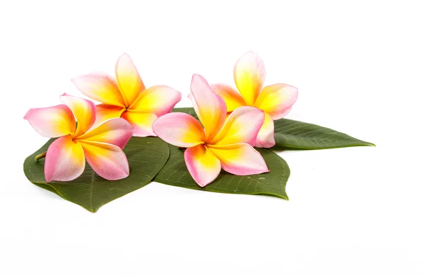 Plumeria frangipani květ — Stock fotografie