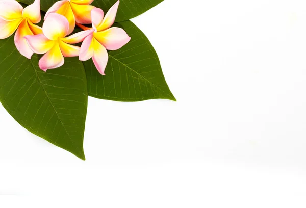 Plumeria frangipani flower — Stock Photo, Image