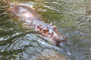 Hippo Tayland Hayvanat Bahçesi