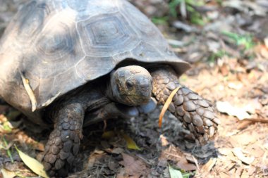 Tayland hayvanat bahçesinde turtle