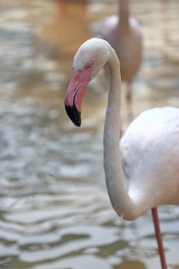 flamingolar Tayland Hayvanat Bahçesi
