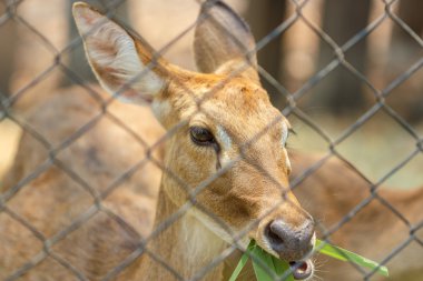 bir geyik Tayland Hayvanat Bahçesi