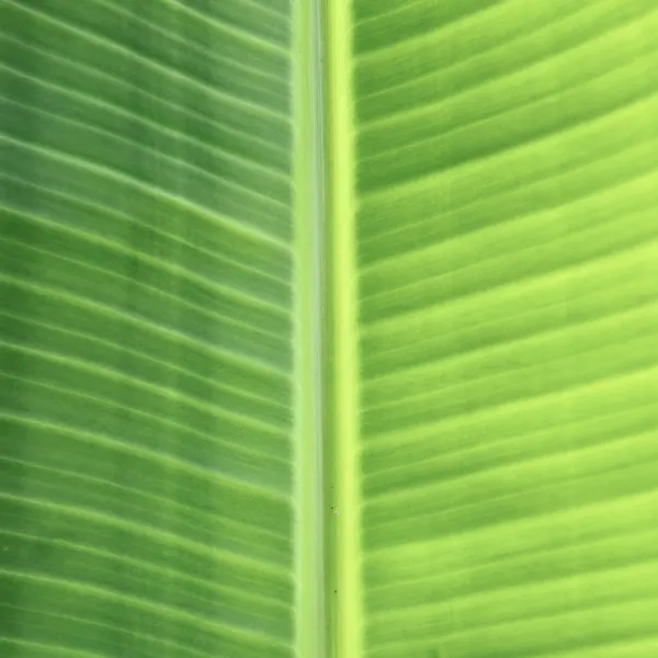 Bananenblatt-Textur — Stockfoto