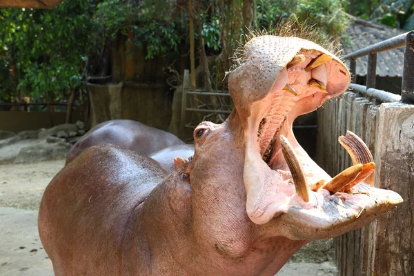 Hippo in thailand Zoo — Stock Photo, Image