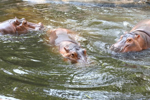 Hippo in thailand dierentuin — Stockfoto