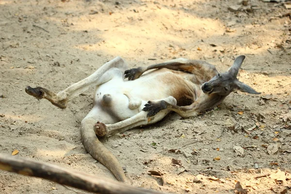 Canguru no jardim zoológico — Fotografia de Stock