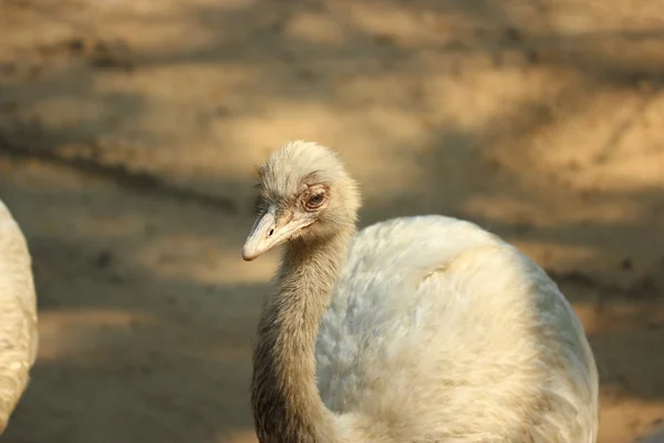 Großer Rhea-Vogel im Zoo von Thailand — Stockfoto
