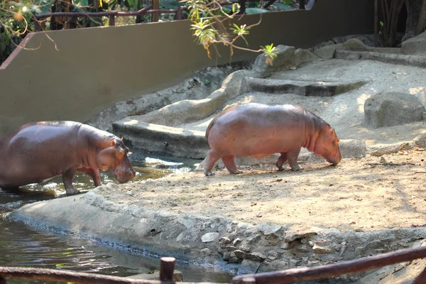 Hippopotame dans le zoo de Thaïlande — Photo