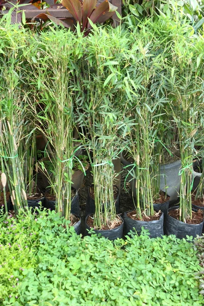 Mini bambú —  Fotos de Stock