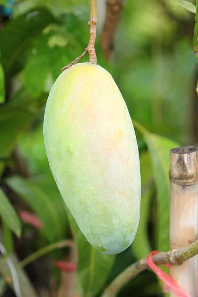 Grote mango — Stockfoto