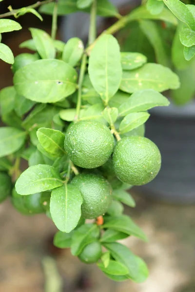 Green lemons — Stock Photo, Image