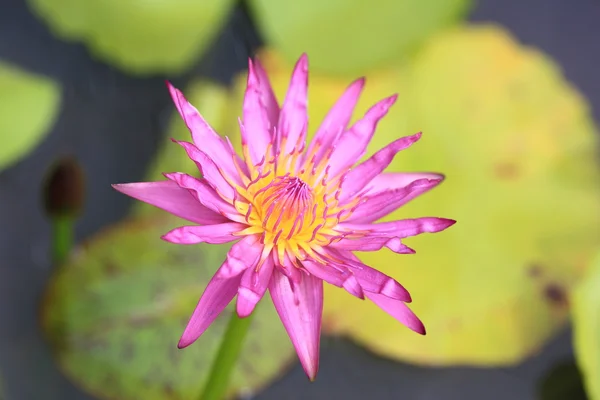 Fiore di loto viola fioritura — Foto Stock