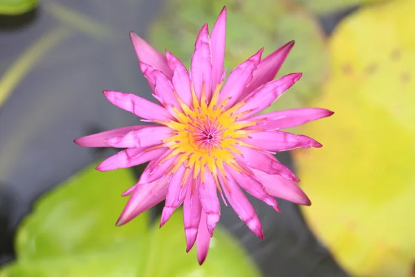 Purple lotus flower blooming — Stock Photo, Image