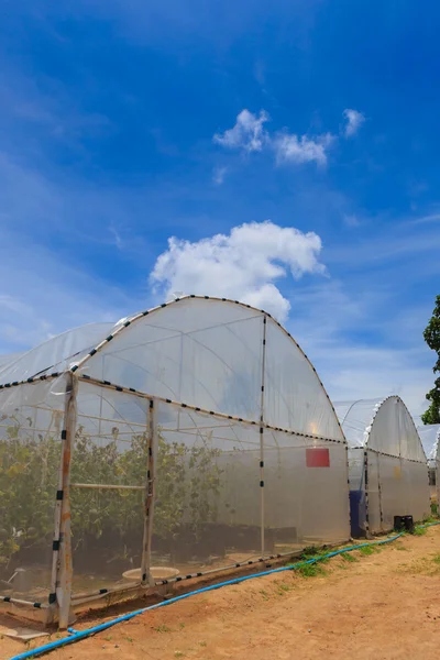 Kwekerij water meloen plant op groen huis — Stockfoto