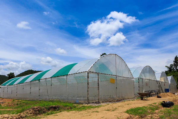 Nursery water melon plant on green house — Stock Photo, Image