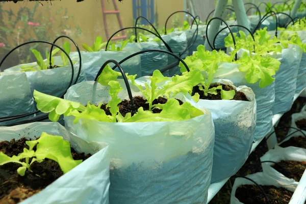 Nursery water melon plant on green house — Stock Photo, Image