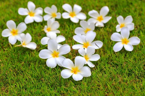 White frangipani on green grass — Stock Photo, Image