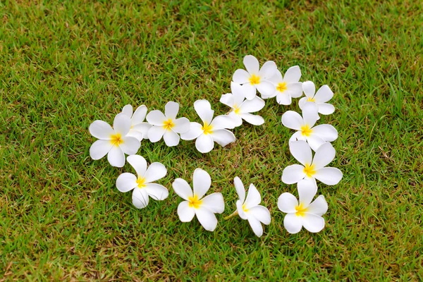 White frangipani on green grass — Stock Photo, Image