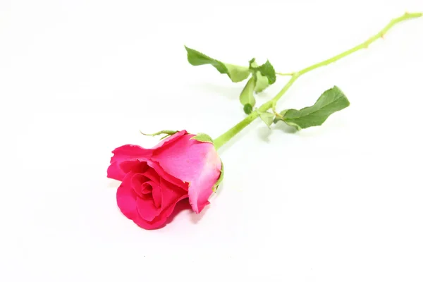 Trandafir roz — Fotografie, imagine de stoc
