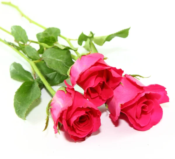 Pink Rose — Stock Photo, Image