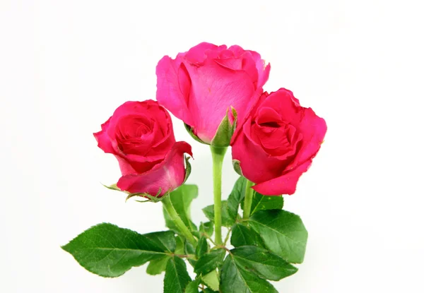 Rosa Ros — Stockfoto