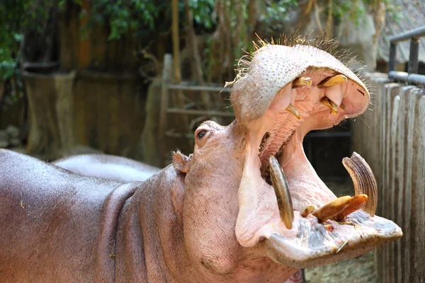 Hippo in thailand dierentuin — Stockfoto