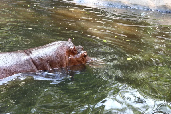 Hippo in thailand Zoo – stockfoto