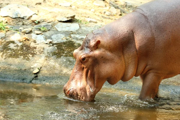 Hipopótamo no Zoológico de Israel — Fotografia de Stock